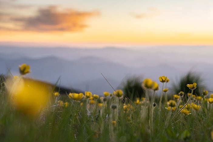 wildflower_sunset